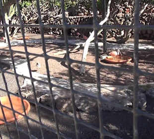 Guinitate Tropical Park