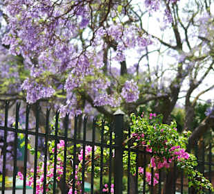Jacaranda-Bäume in Pretoria