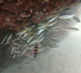 Unterwasserwelt Musandam