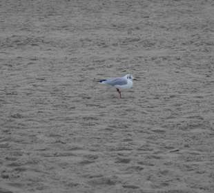 Strand Kolberg/Kolobrzeg
