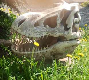 Dinogarten / Schädel