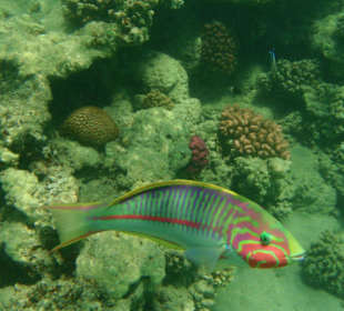 Rotmeerjunker in Abu Dabab