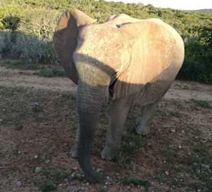 Elefant