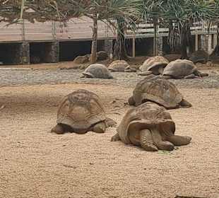 La Vanille Crocodile Park