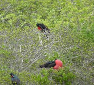 Markante Vögel mit roter Brust