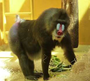 Mandrill Männchen