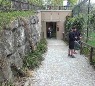 Südamerika Bereich - Löwenhaus