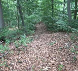 Wandertour an den Traifelbergfelsen