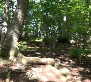 Premiumwanderweg "hochgelegen"