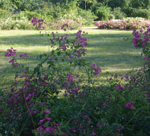 Rosengarten von Dresden