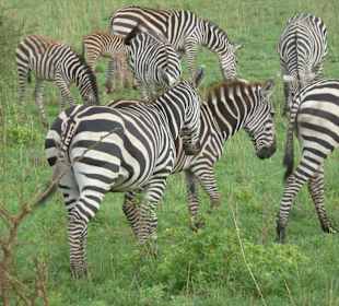 Und immer wieder Zebras