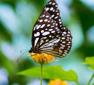 Wunderschöne Schmetterlinge