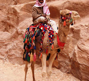 Stolz zu Kamel