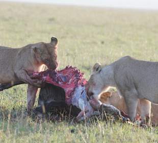 Das reicht für alle