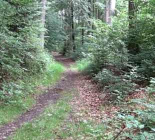 Wanderweg - Alter Steinbruch Pfaffenberg Runde