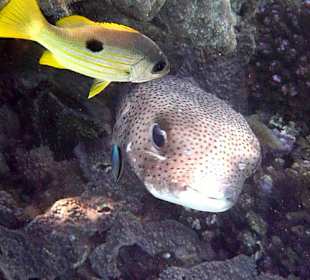 Schnorcheln am Hausriff