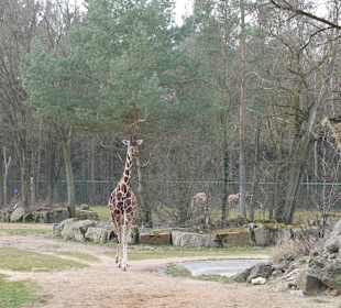 Wunderbare Tiere