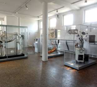 Rundgang durch das Deutsche Pferdemuseum