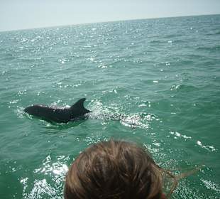 Delfin