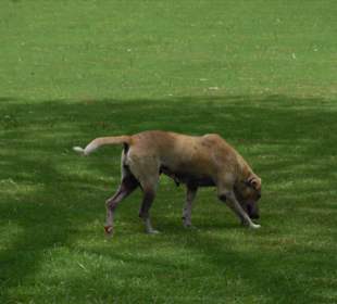 Ein streunender Köter