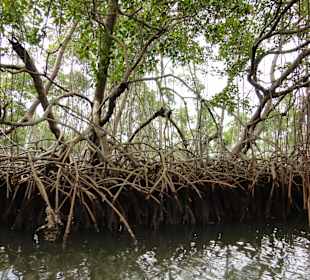 Mangroven zum greifen nah