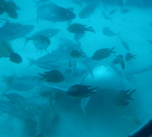 Fischsuppe in 30m Tiefe