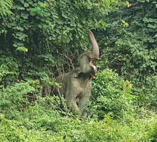Auf Safari: freilebende Elefanten 