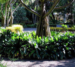 Baum mit Luftwurzeln