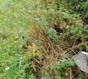 Schaugarten Eninger Weide