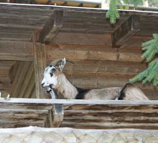 Kameltheater & Weißer Hof