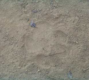 Leoparden Pfotenabdruck