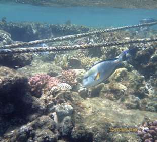 Unterwasser am Riff