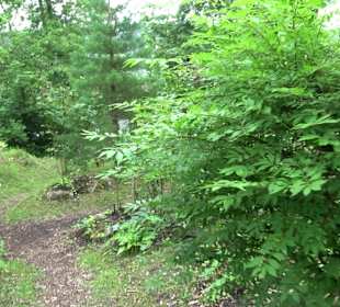 Mezger's Bürgle Park