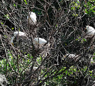 Überall nisten die Vögel