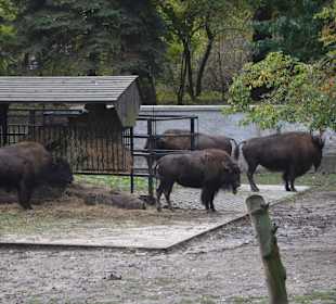 Zoo