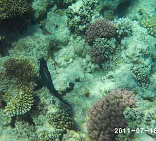 Rafa Hotelu Harmony Makadi 