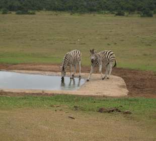 Zebras am Wasserloch