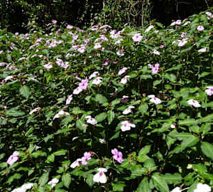 Blumen am Wegrand zum Grand Étang