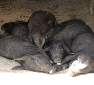 Tamtaratam: das schwarze Mallorca-Schwein