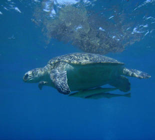 Schildkröte bei Abu Dabab