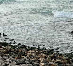 Küste La Jolla