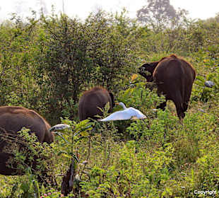 Udawalawe Nationalpark