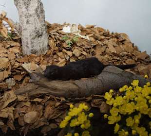 Vogel-und Jagdtierkunde