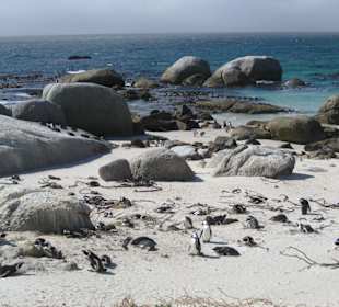 Pinguin Kolonie