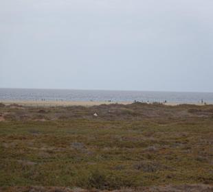 Salzwiesen vor dem Strand