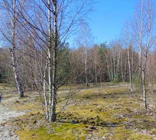 Dünenlandschaft auf der Kurischen Nehrung b. Nida