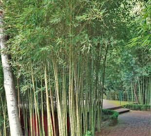 Impressionen vom Weg durch den Monte Palace Garden