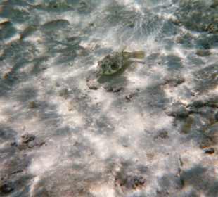 Kugelfisch