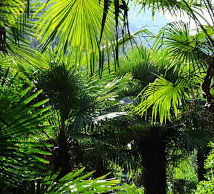 Im Palmengarten von Schloss Trauttmansdorff