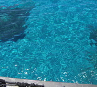 Klares Wasser beim Schwimmstop